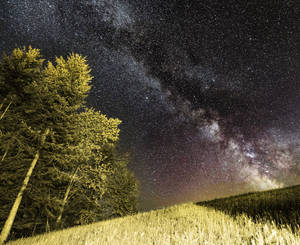 Green Trees Beside Green Grass Field Under Star Sky Wallpaper