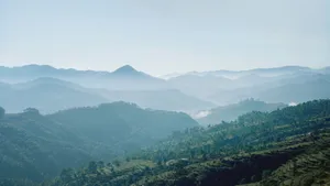 Green Trees Mountain Slope Wallpaper