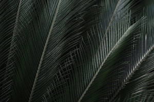 Green Tropical Leaves 1080p Hd Desktop Wallpaper
