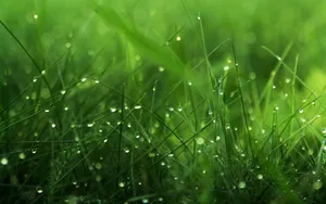 Greenery Mildew Wallpaper