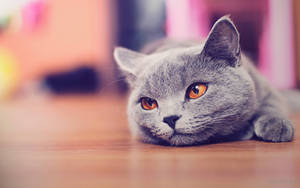 Grey Cat On The Floor Cute Computer Wallpaper