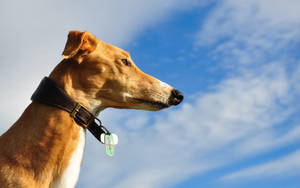 Greyhound Blue Sky Wallpaper