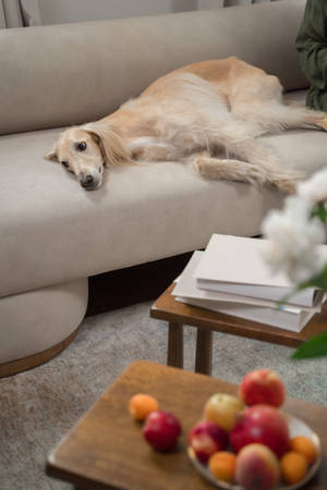 Greyhound In Living Room Wallpaper