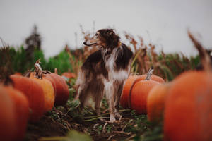 Greyhound In Pumpkin Patch Wallpaper