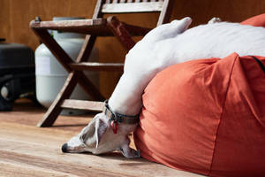 Greyhound On A Bean Bag Wallpaper