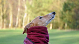 Greyhound Red Scarf Wallpaper