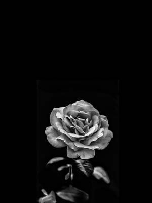 Greyscale Shot By Blumen Wallpaper