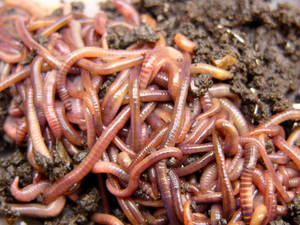 Gross-looking Worms In Bundles Wallpaper