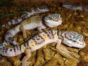 Group Of Baby Leopard Gecko Wallpaper