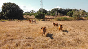 Group Of Cute Cows On Dry Grass Wallpaper