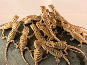 Groupof Bearded Dragons Wallpaper