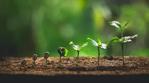 Growing Sustainability Wallpaper