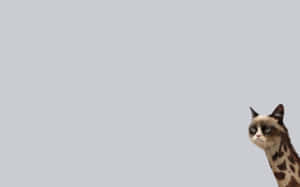 Grumpy Cat Giraffe Meme Laptop Wallpaper