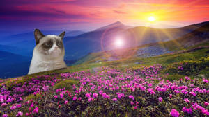 Grumpy Sunset Funny Meme Wallpaper