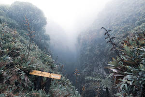 Guadeloupe Foggy Mountain Pass Wallpaper