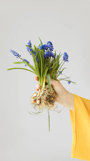 Hand Held Hyacinth Flowers Wallpaper