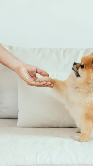 Handshake With Dog Wallpaper