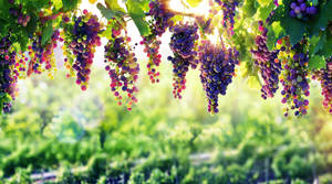 Hanging Black Muscat Purple Grapes Wallpaper