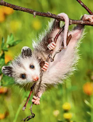 Hanging Opossum Branch Wallpaper