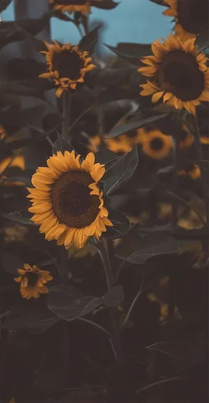 Happiness And Positivity With A Cute Sunflower Wallpaper