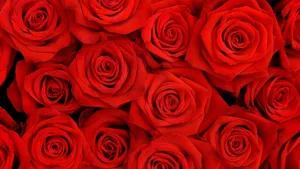 Happy Birthday Red Rose Flowers Wallpaper