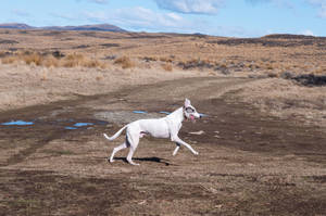 Happy Greyhound Outdoors Wallpaper