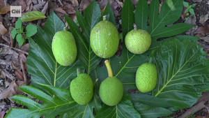 Harvested Breadfruits On The Ground Wallpaper