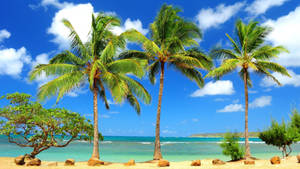 Hawaii Shoreline Palm Trees Wallpaper