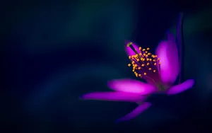 Hazy And Dark Hd Flowers Wallpaper