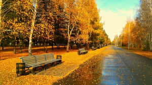 Hd Autumn Road Side Benches Wallpaper