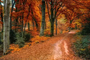 Hd Autumn Scene With Red And Yellow Leaves Wallpaper