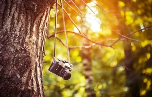 Hd Camera Hanging On A Tree Wallpaper