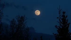 Hd Moon Above Forest Silhouette Wallpaper