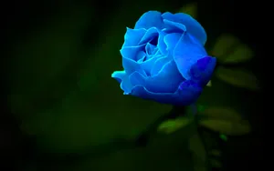 Hd Rose Blue Aesthetic Wallpaper