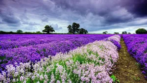 Hd Spring English Lavender Field Wallpaper