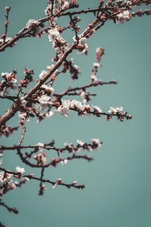 Hd Spring Full Bloom Plum Blossom Wallpaper