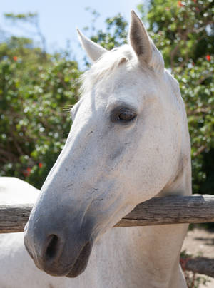 Head Over Fence Horse Iphone Wallpaper