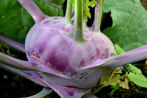 Healthy Kohlrabi Purple Vegetable Wallpaper