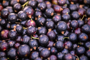 Heap Of Blackcurrant Wallpaper