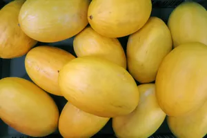 Heaps Of Canary Melon Wallpaper