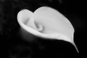 Heart-shaped White Lily Wallpaper