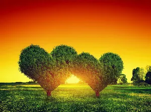 Heart Trees Full Desktop Screen Hd Wallpaper