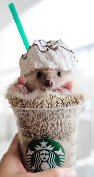 Hedgehog Starbucks Iphone Wallpaper