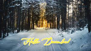 Hello December Winter Forest Wallpaper