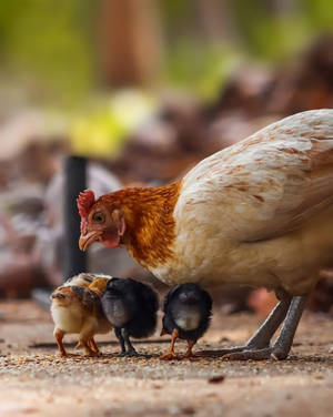 Hen Feeds Chicks Wallpaper