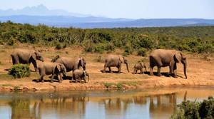 Herd Of Elephants Africa 4k Wallpaper