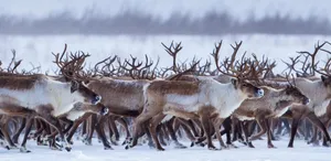 Herd Of Reindeer Wallpaper