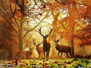 Herd Of Whitetail Deer In Autumn Forest Wallpaper