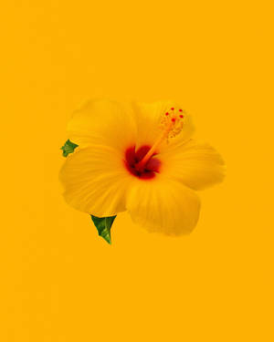 Hibiscus Plain Yellow Iphone Wallpaper