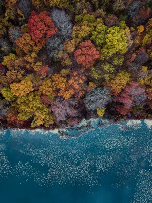 High-angle Photography Of Assorted-colored Trees During Daytime Wallpaper